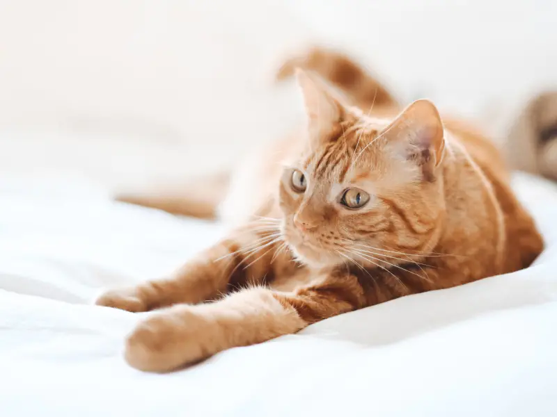 Was your cat prescribed Clavamox? Here's what you should know